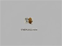 藏品(台灣微條金龜)的圖片